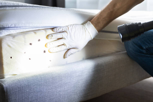 Best Bed Bug Extermination  in Northlakes, NC